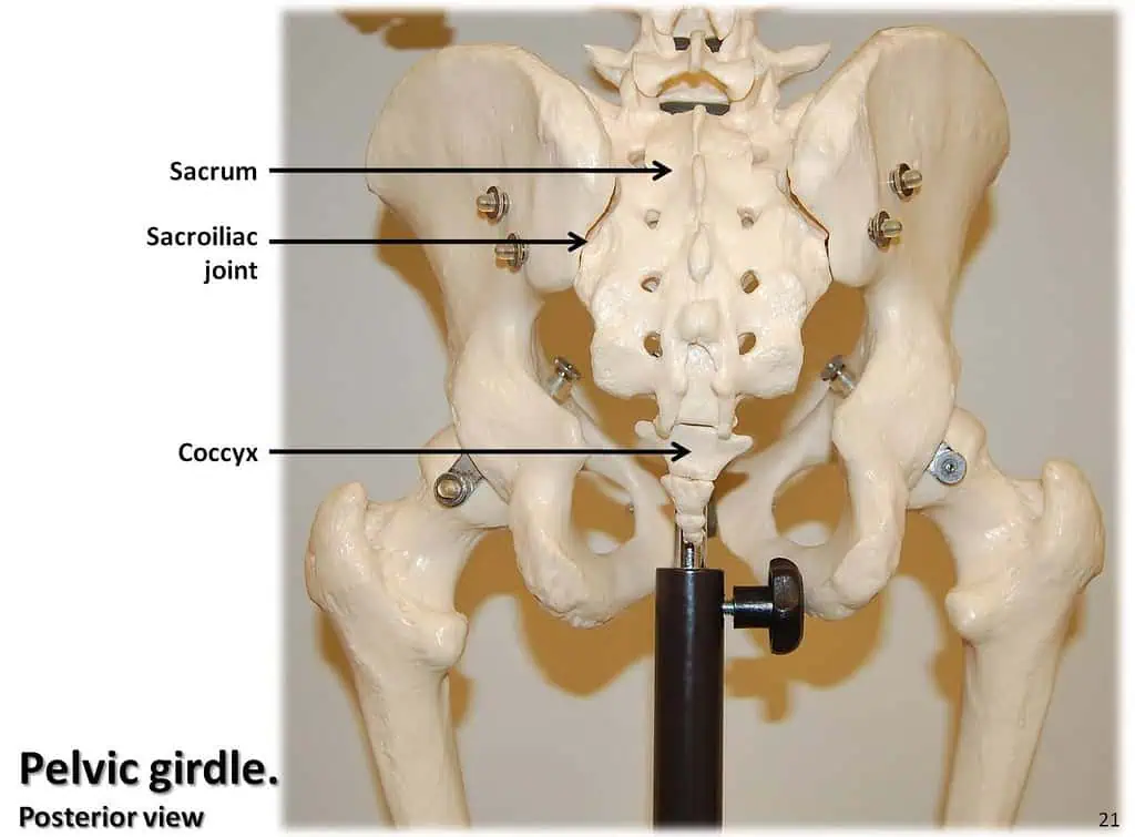 pelvic girdle