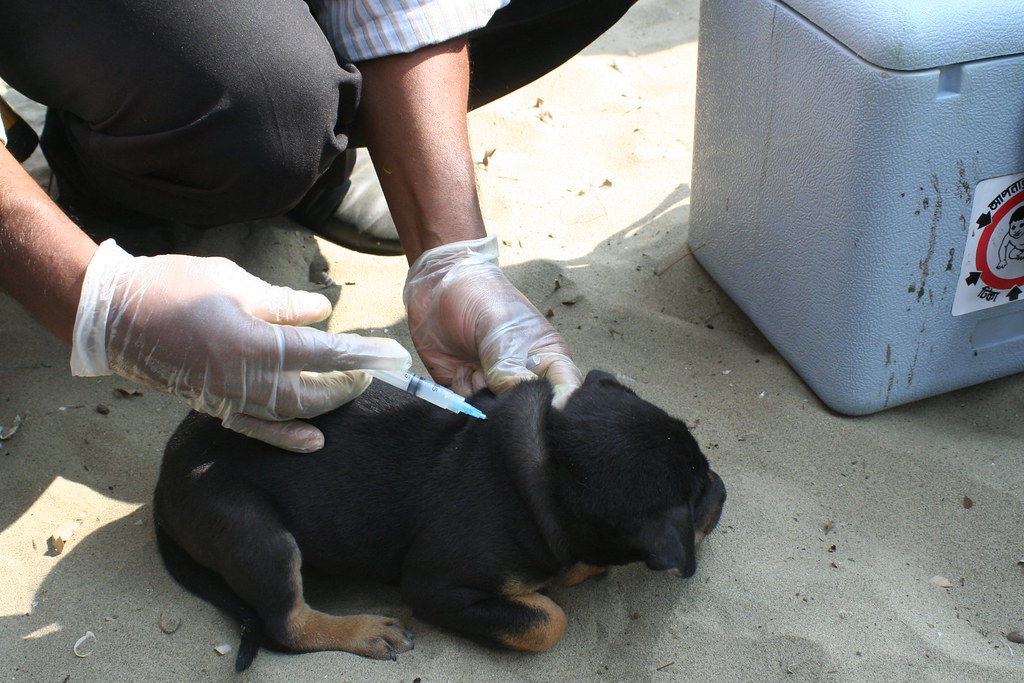 Puppy Vaccination