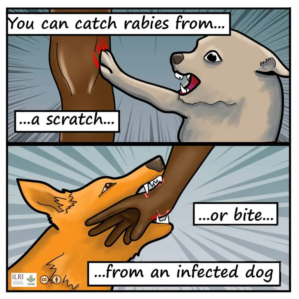 Rabies bite