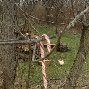 Candy Cane Hunt